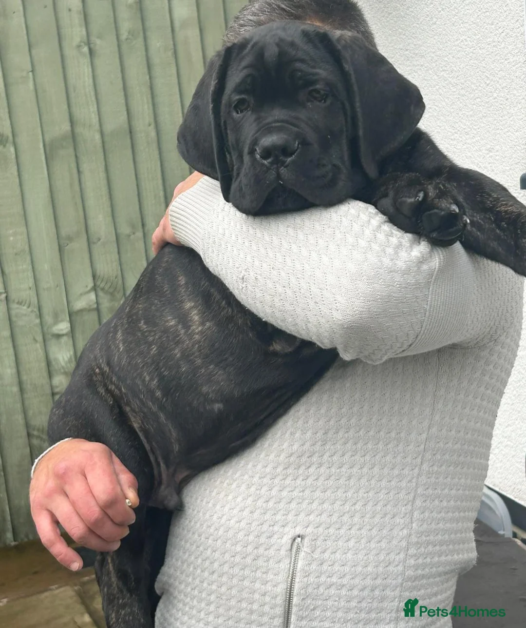 Cane Corso dogs for sale: 💜 IMPRESSIVE FULL PEDIGREE CANE CORSO LITTER 💜 - Advert 1