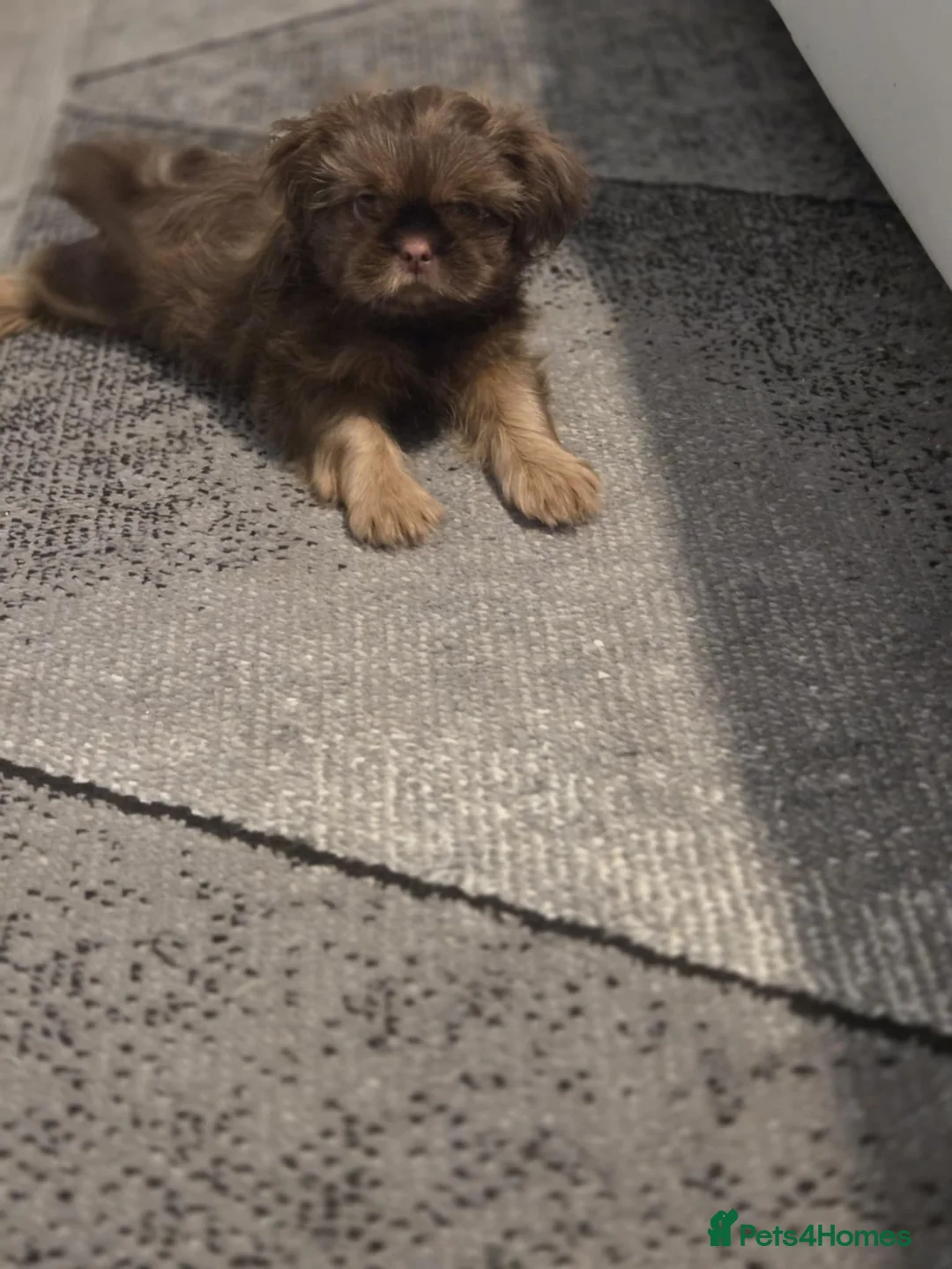 Shih Tzu dogs for sale: Imperial shih tzu  - Advert 5