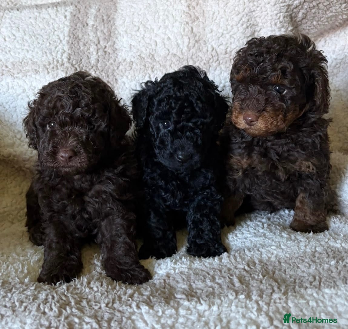 Toy Poodle dogs 3 stunning toy poodle pups KC registered  - Advert 1