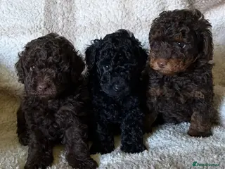 Toy Poodle dogs 3 stunning toy poodle pups KC registered - Advert 1