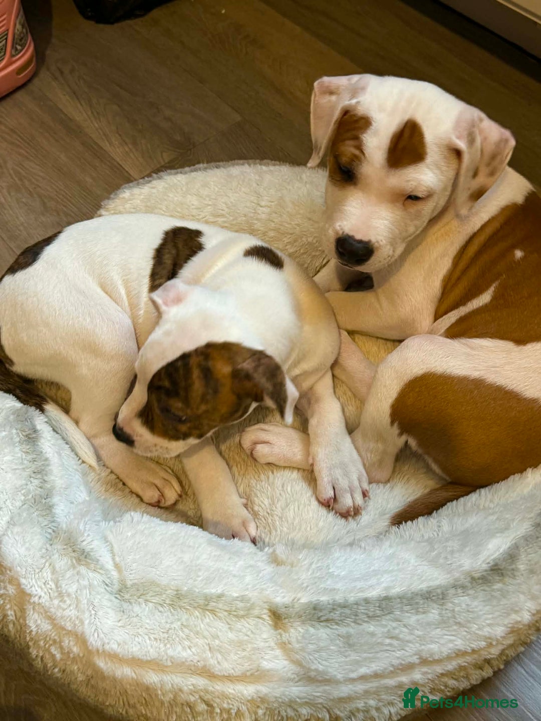 Staffordshire Bull Terrier dogs for sale: Staffordshire puppies  - Advert 4