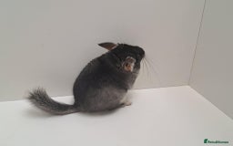 Chinchilla rodents for sale: 2 female chinchillas  - Image 5