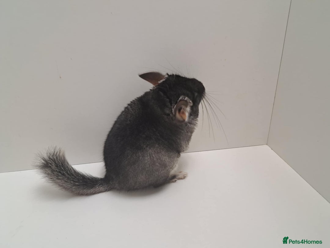 Chinchilla rodents for sale: 2 female chinchillas  - Image 5