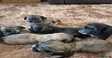 Mixed Breed dogs - Advert 9
