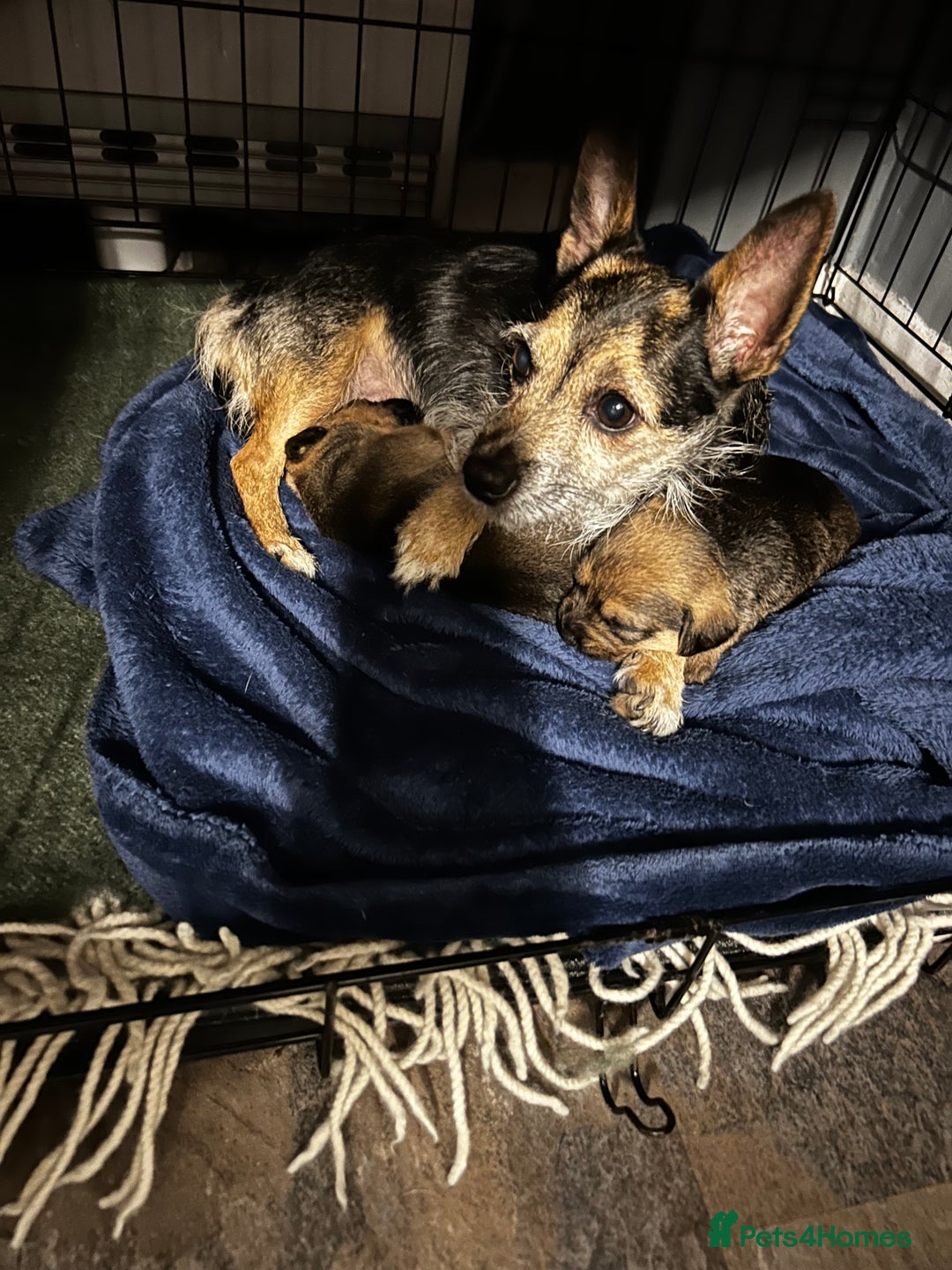 Mixed Breed dogs for sale: Mixed border terrier girl  - Advert 5