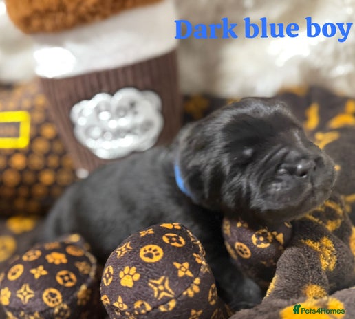 Chow Chow dogs - Advert 7