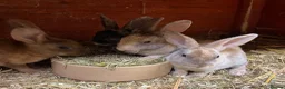 Rex rabbits for sale: Mini Rex  - Advert 5