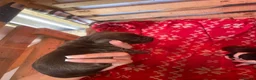 Cocker Spaniel dogs for sale: beautiful cockerspaniel puppies - Advert 4