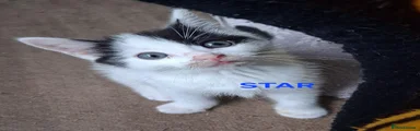 Ragdoll 1