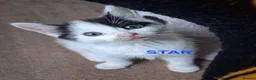 Ragdoll cats for sale: CUTE SOLID RAGDOLL KITTENS  - Advert 7