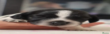 Sprocker Puppy 6