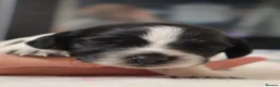 Sprocker dogs for sale: Beautiful littler of sprockers  - Advert 6