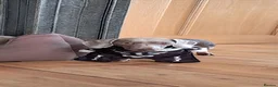 Miniature Dachshund dogs for sale: Isabella mini Dashound  - Advert 2