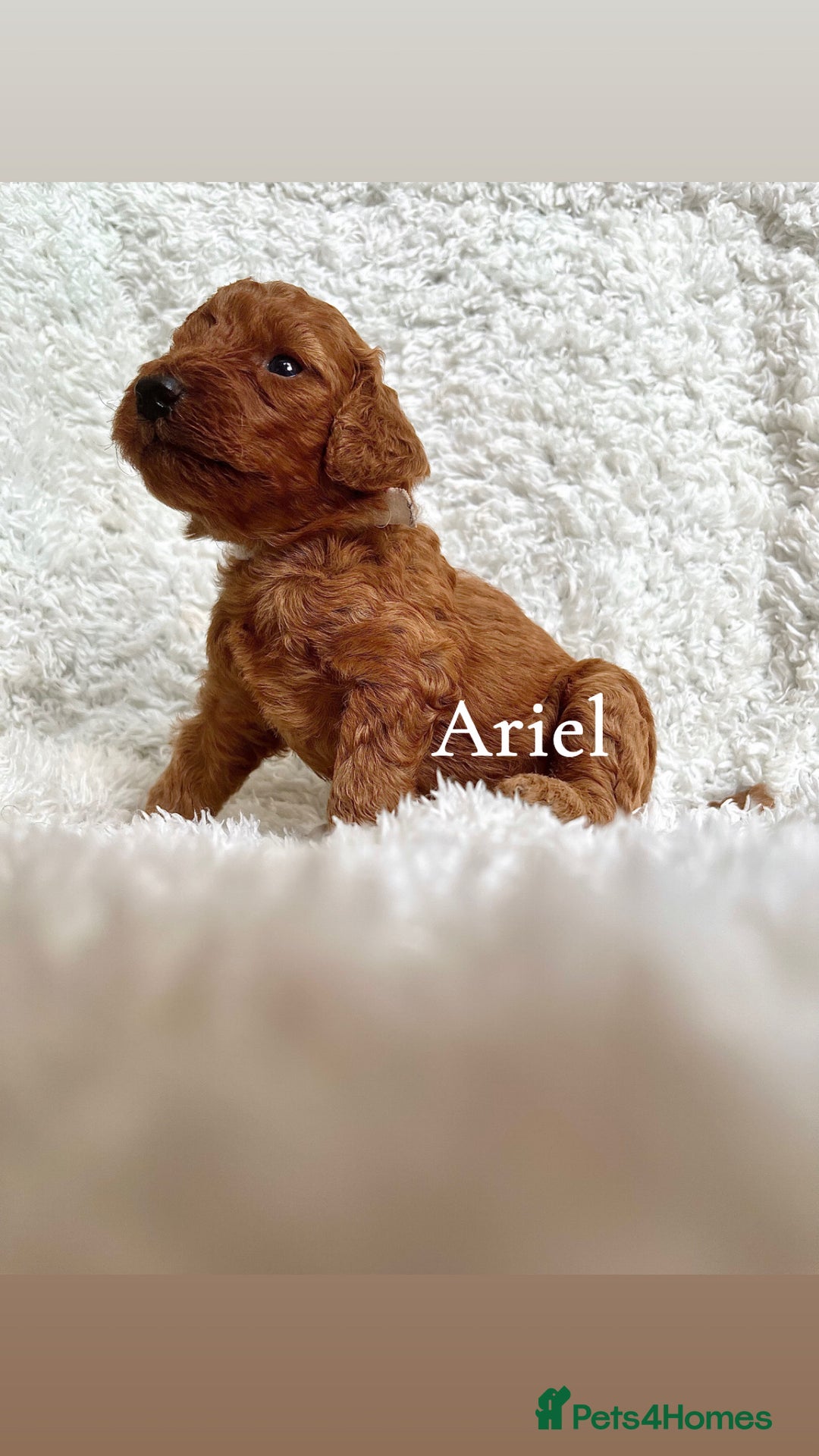 Cockapoo dogs for sale: F2B Red Cockapoos **BOTH PARENTS DNA CLEAR** - Image 24