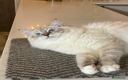 Ragdoll cats for sale: Blue Lynx TICA boy  - Image 26