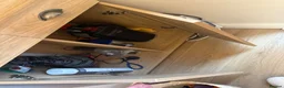 Corys fish for sale: Fish tank and mixed tropical fish - Advert 4