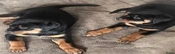 Rottweiler dogs for sale: 2 female Rottweiler puppies  in Mablethorpe - Advert 20
