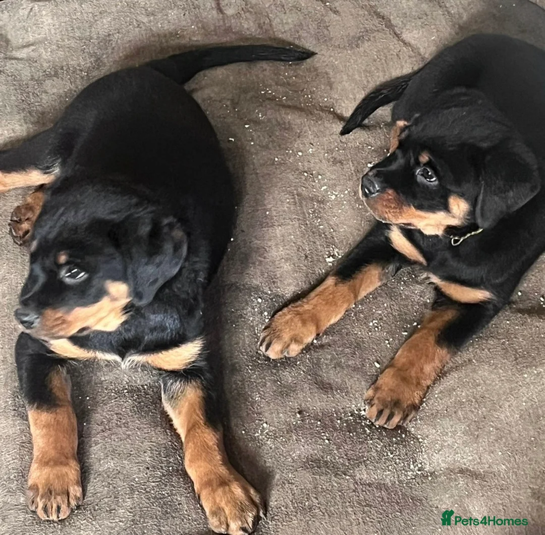 Rottweiler dogs for sale: 2 female Rottweiler puppies  in Mablethorpe - Advert 20