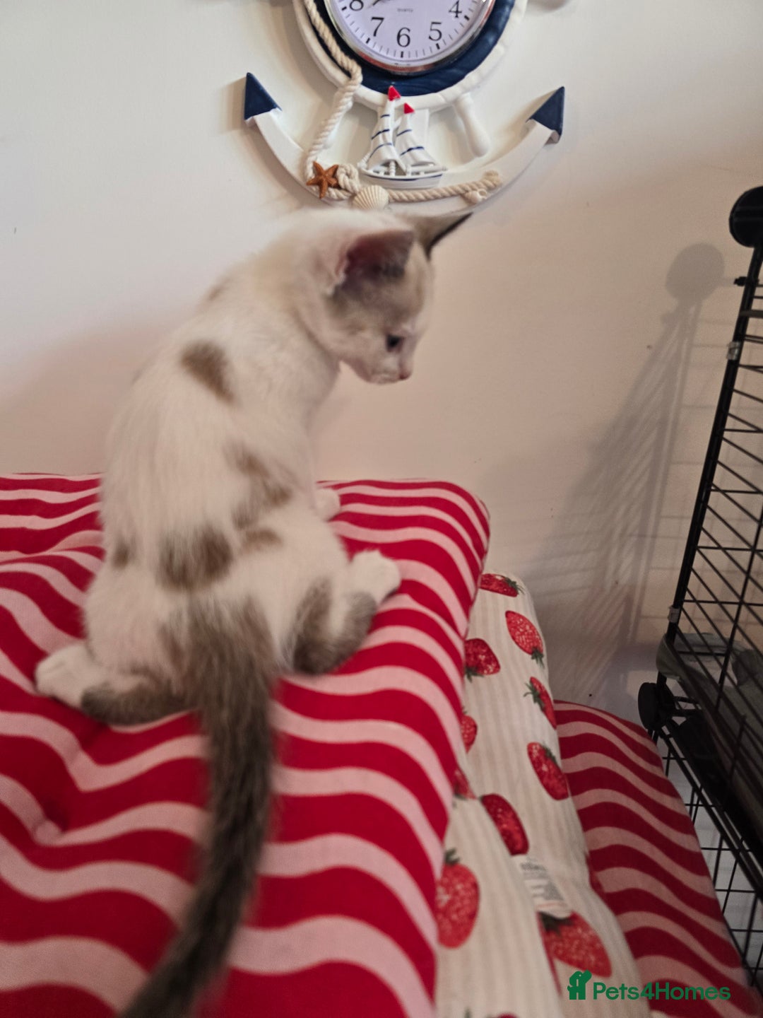 Mixed Breed cats for sale: Kittens 🐯🩷💛 - Image 7
