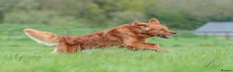Golden Retriever dogs for stud: Fully Health Tested Show/Working Golden Retriever  - Advert 4