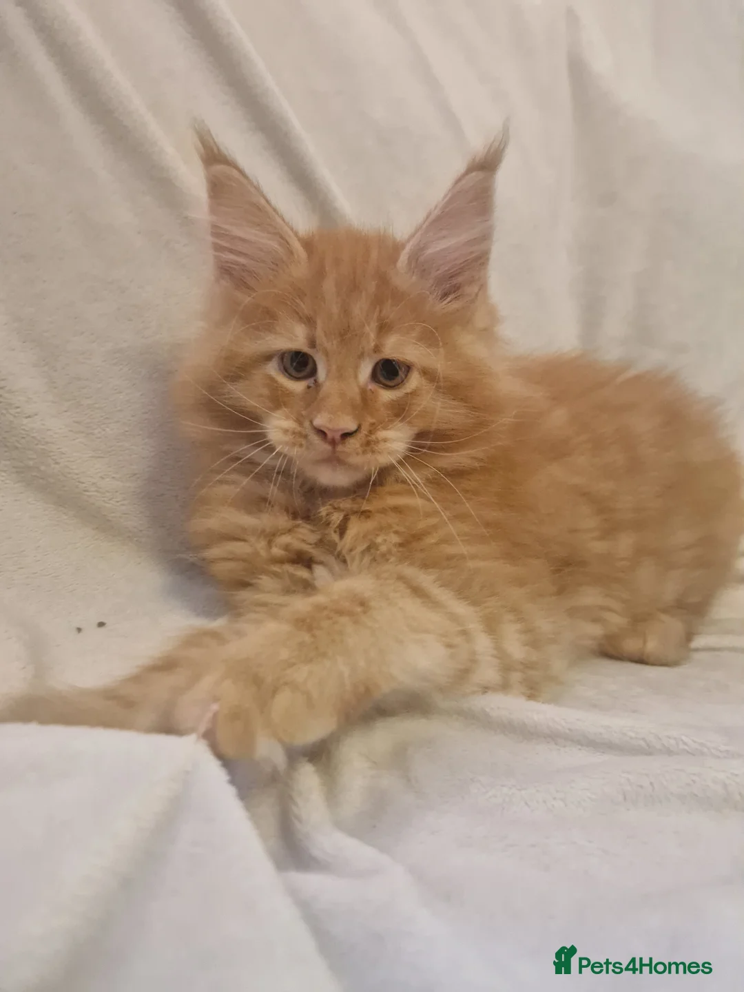 Maine Coon cats for sale: Maine Coon kittens - Advert 23