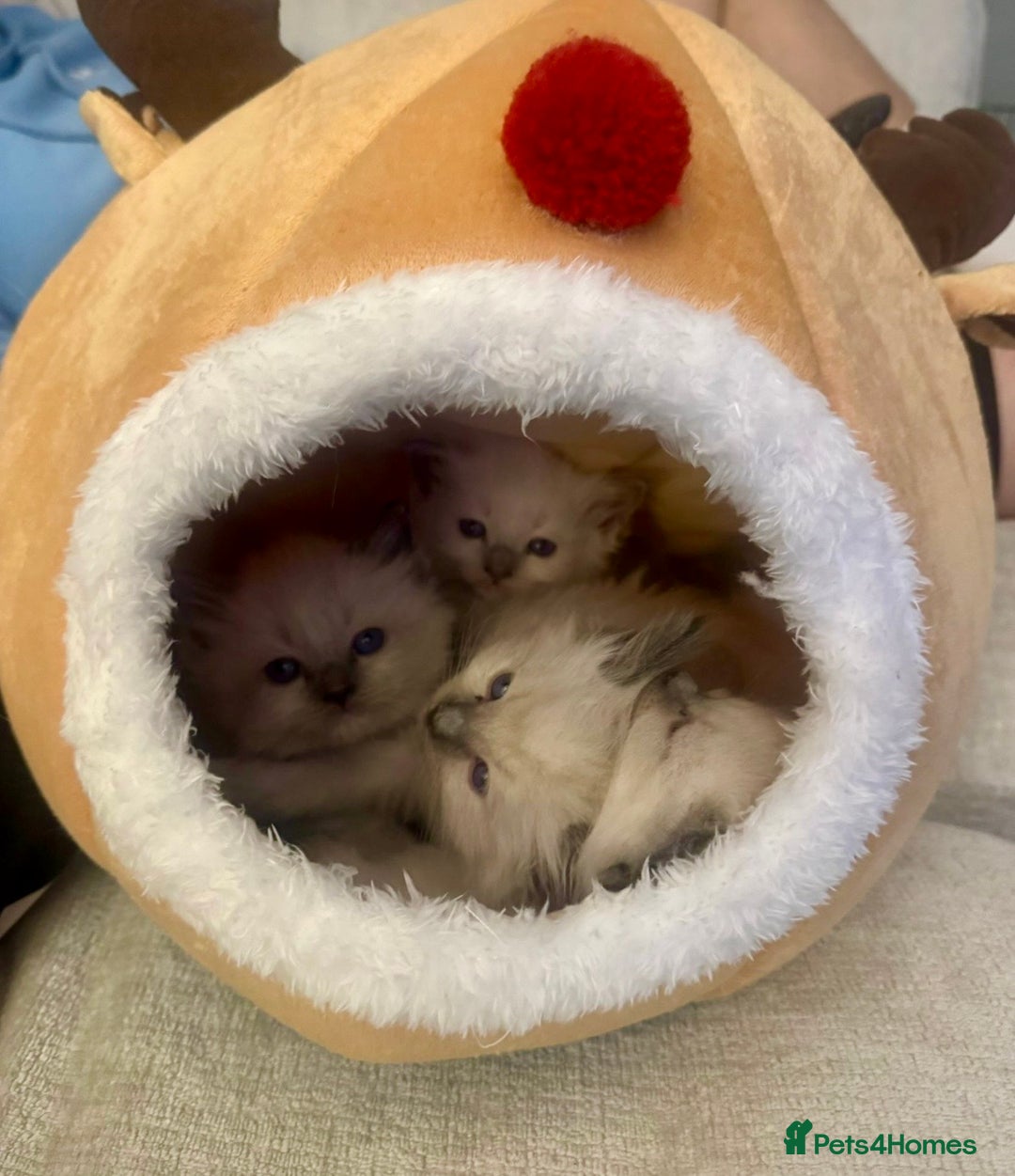 Ragdoll cats for sale: Pure bred blue & lilac point Ragdoll kittens  - Advert 3