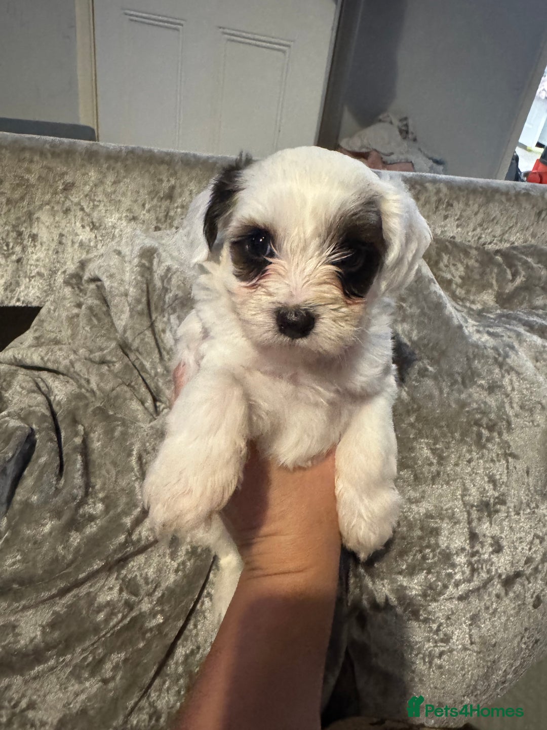 Jackapoo dogs for sale: Cavapoo x jack Russell puppies  - Image 26