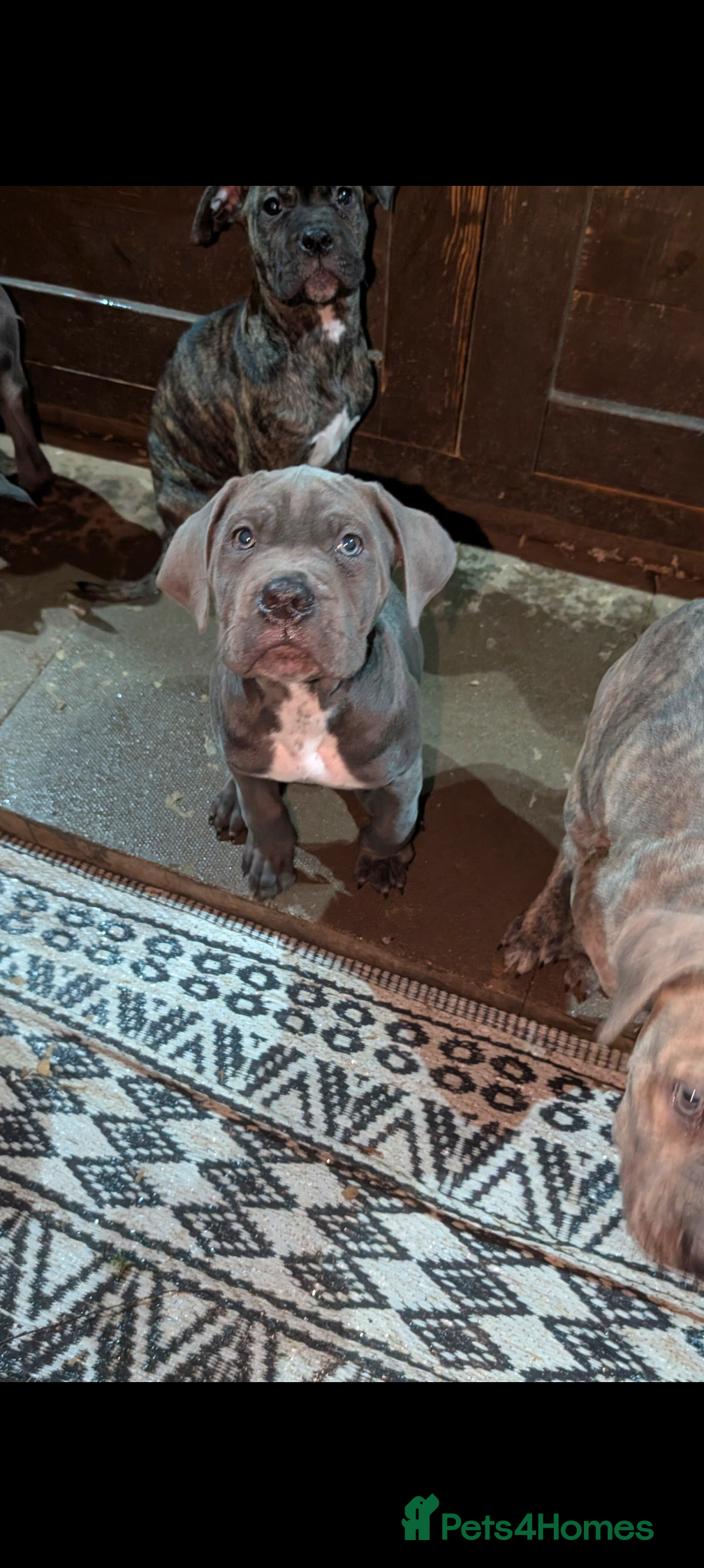 Cane Corso dogs Cane corso puppies  - Advert 10