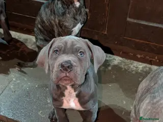 Cane Corso dogs Cane corso puppies - Advert 10