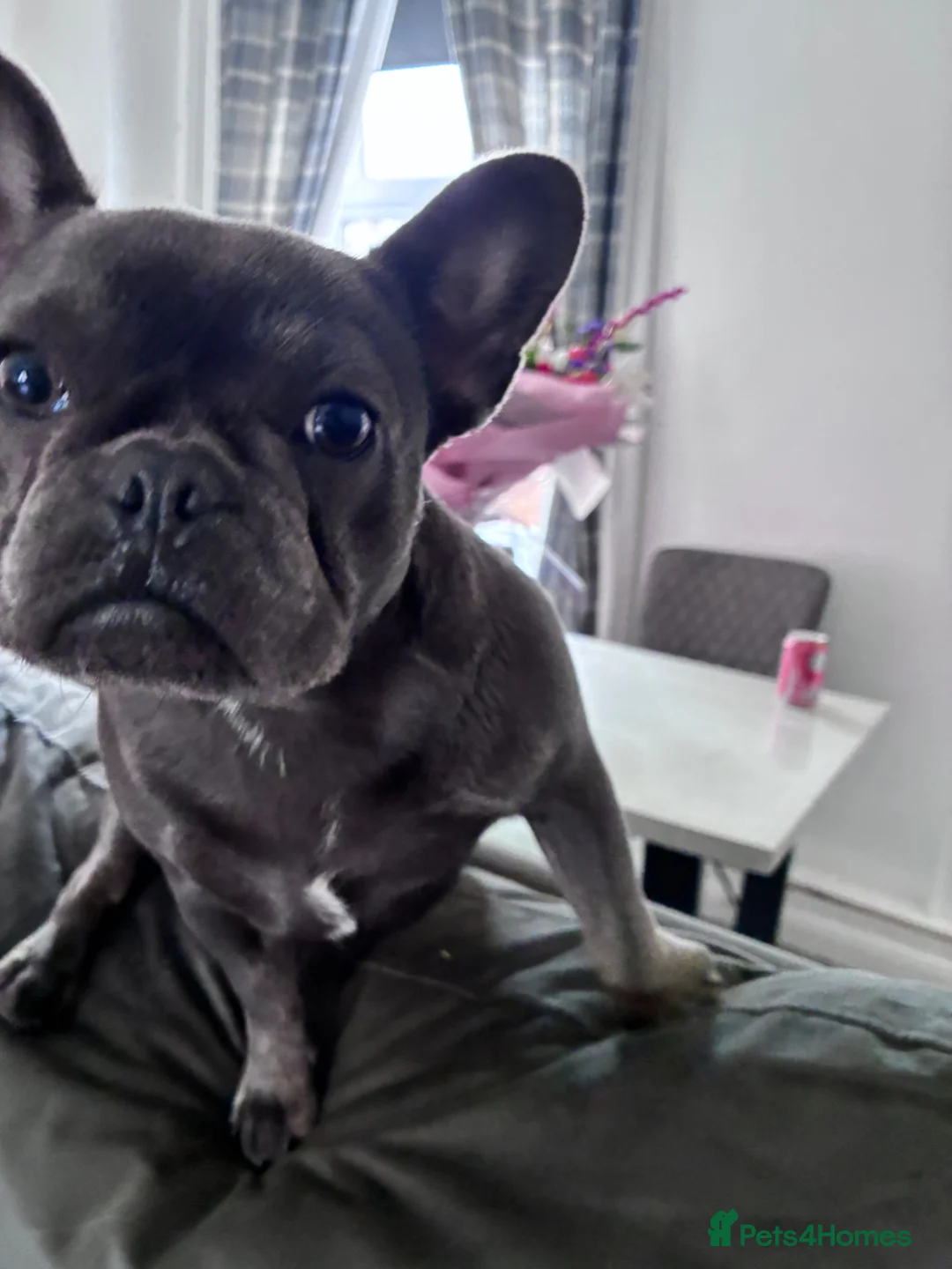 French Bulldog dogs for sale: french bulldog  in Washington - Advert 1