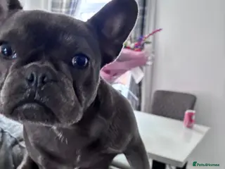 French Bulldog dogs french bulldog - Advert 17