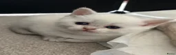 Scottish Fold cats for sale: BEAUTIFUL WHITE SCOTTISH FOLDS in Grays - Advert 8
