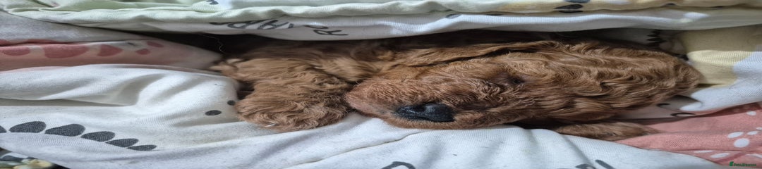Cavapoo Puppy 2