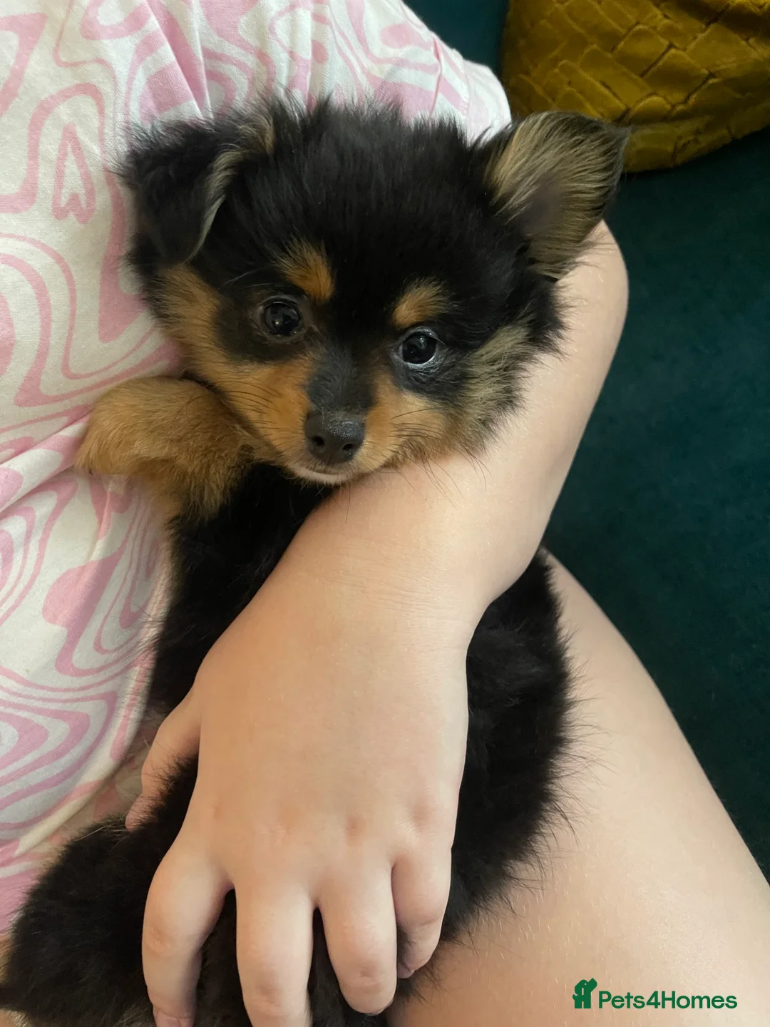 Pomchi dogs for sale: Ready Now☺️3 Pomerinian/Pomchi Puppies❤️ - Advert 12