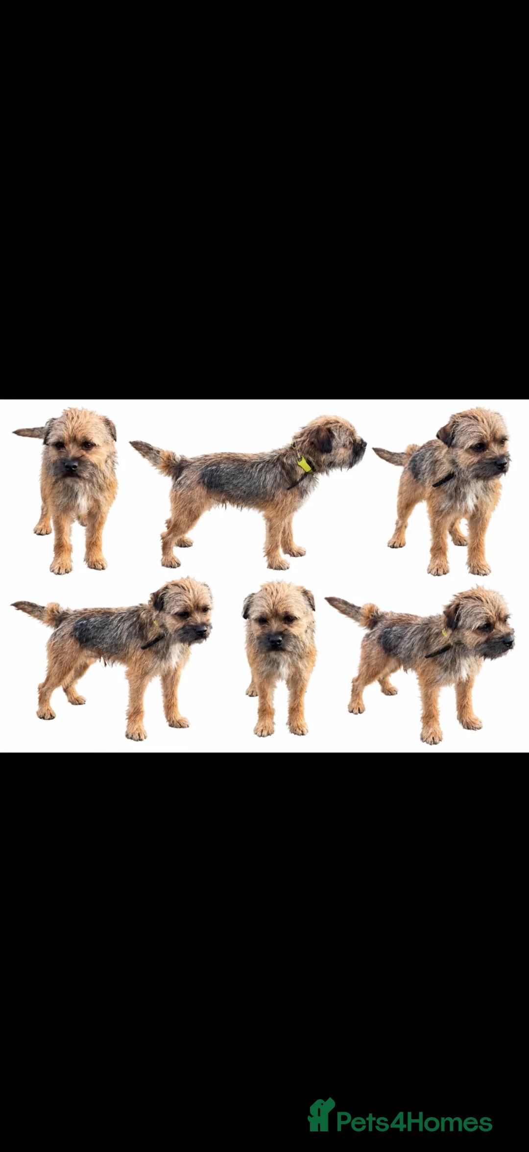 Border Terrier dogs for sale: Border terrier - Advert 16