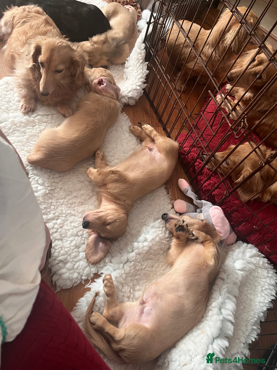 Miniature Dachshund dogs for sale: Levmai Miniature Longhaired Dachshunds  - Advert 12