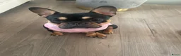 French Bulldog dogs for sale: Girl French bulldog  in Irvine - Advert 5