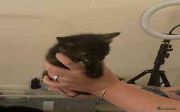 Mixed Breed cats for sale: 4 beautiful kittens  - Advert 3