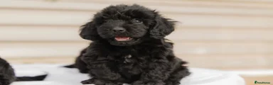 Cockapoo 4