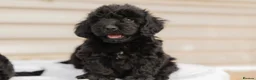 Cockapoo dogs for sale: 4 beautiful cockapoo boys  - Advert 7
