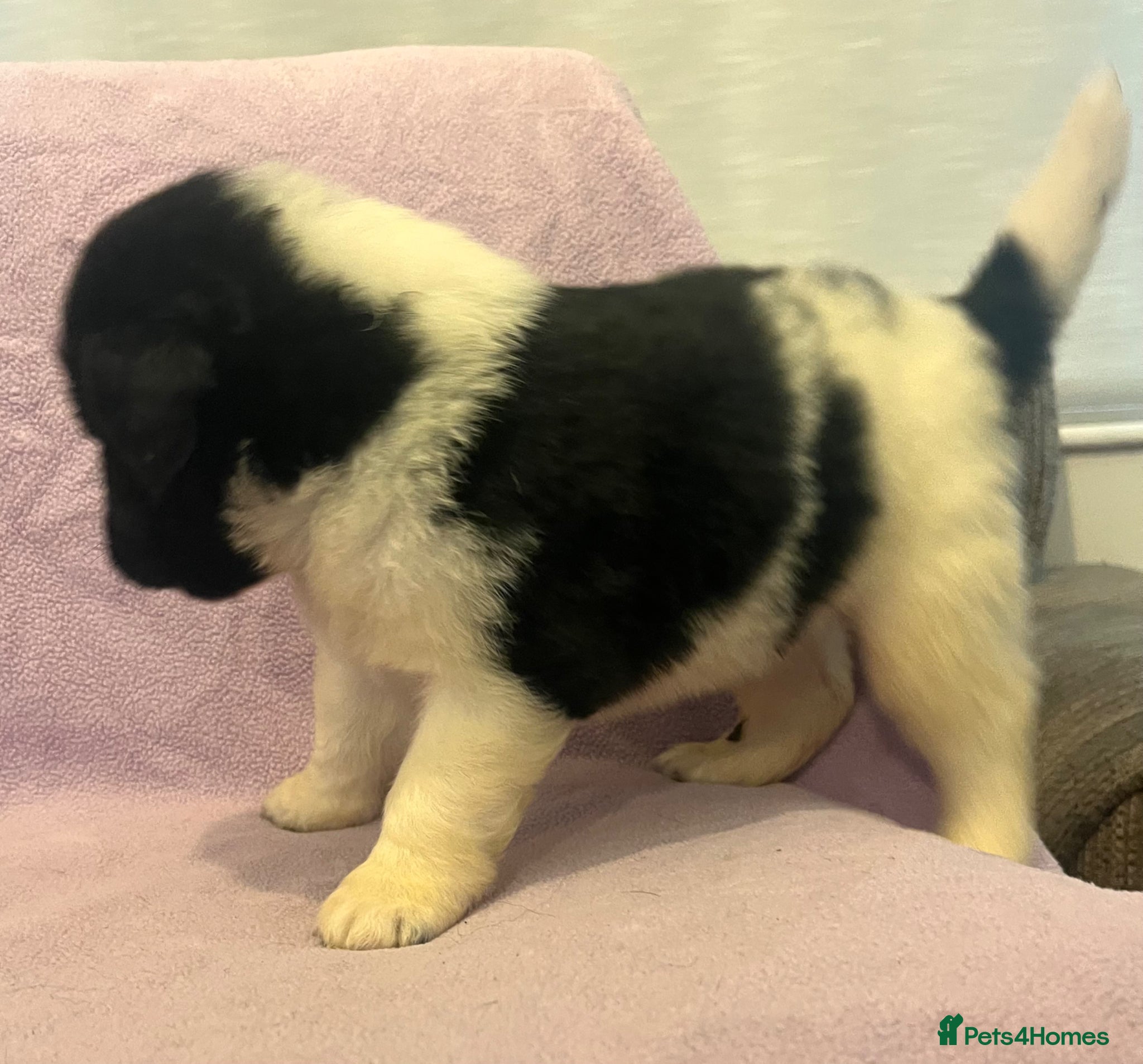Mixed Breed dogs for sale: Black & landseer Newfoundland puppies  - Advert 20