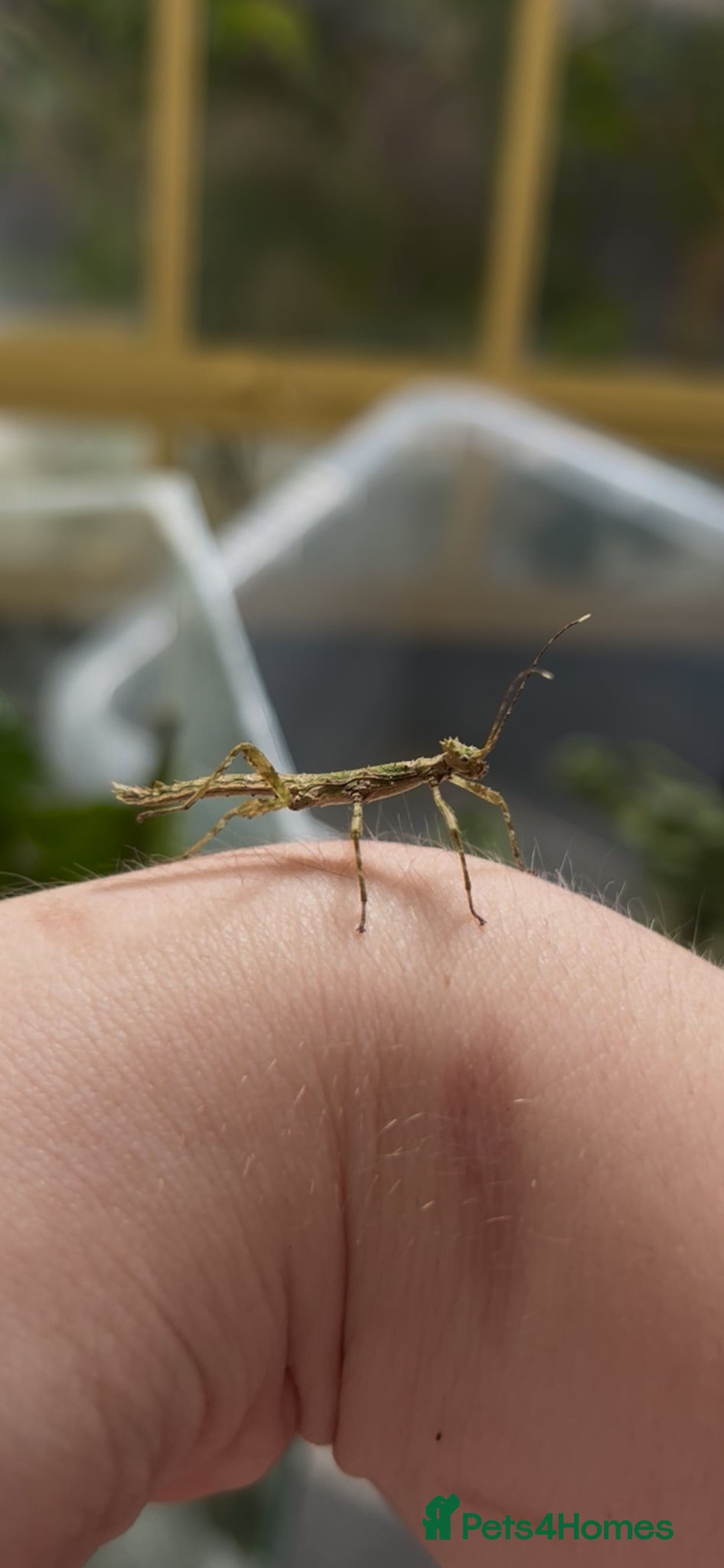 Stick Insects invertebrates Sunny stick insects - Advert 4