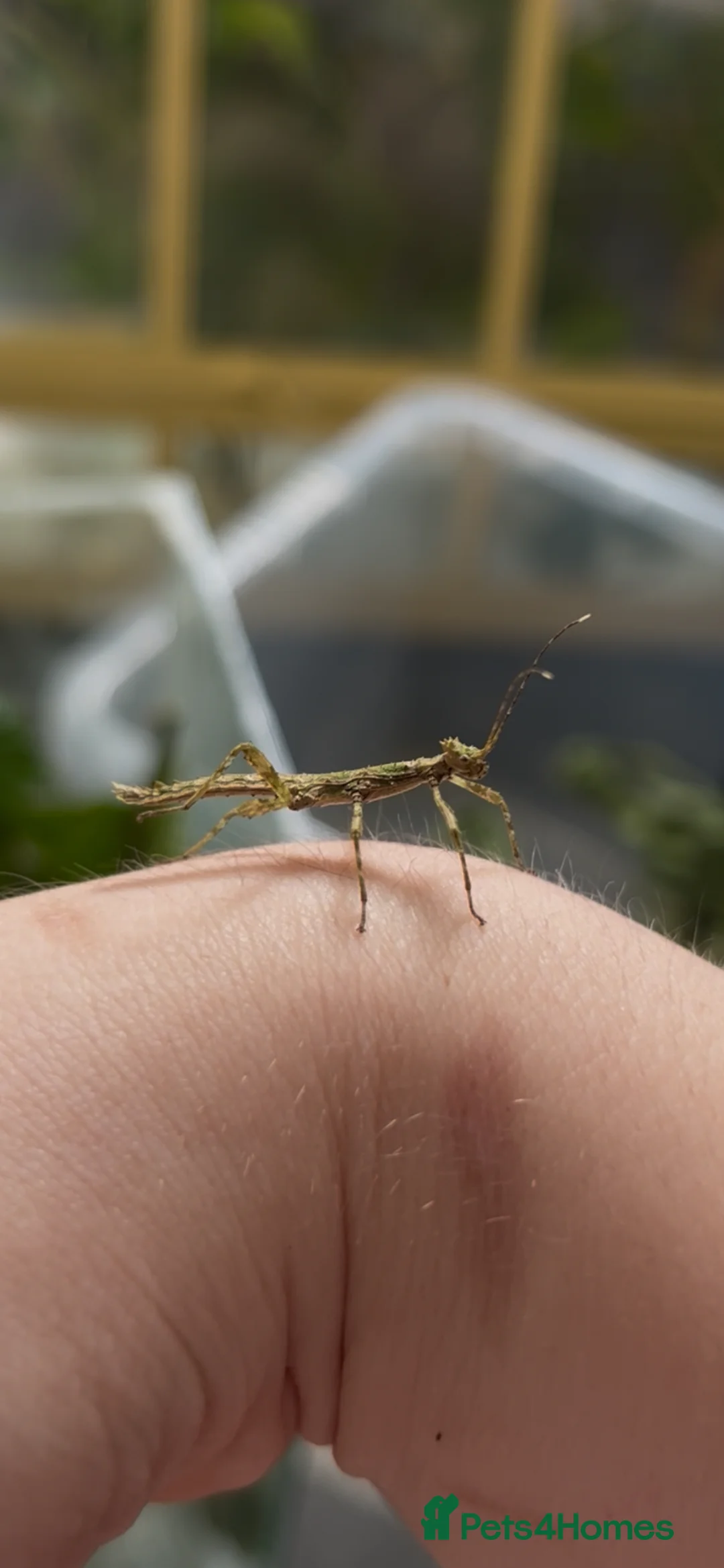 Stick Insects invertebrates for sale: Sunny stick insects - Advert 1