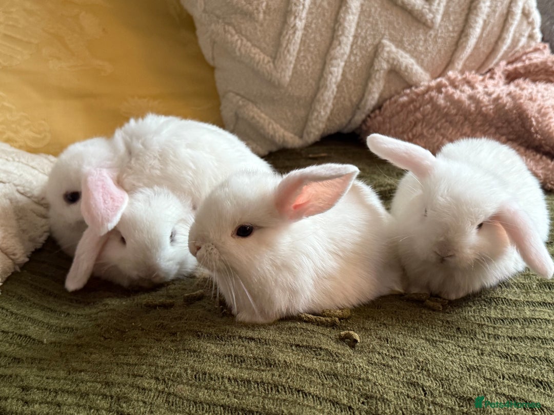 Mini Lop rabbits for sale: Pure white mini Loop female ready to leave!!  - Image 13