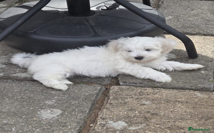 Bichon Frise dogs - Advert 1