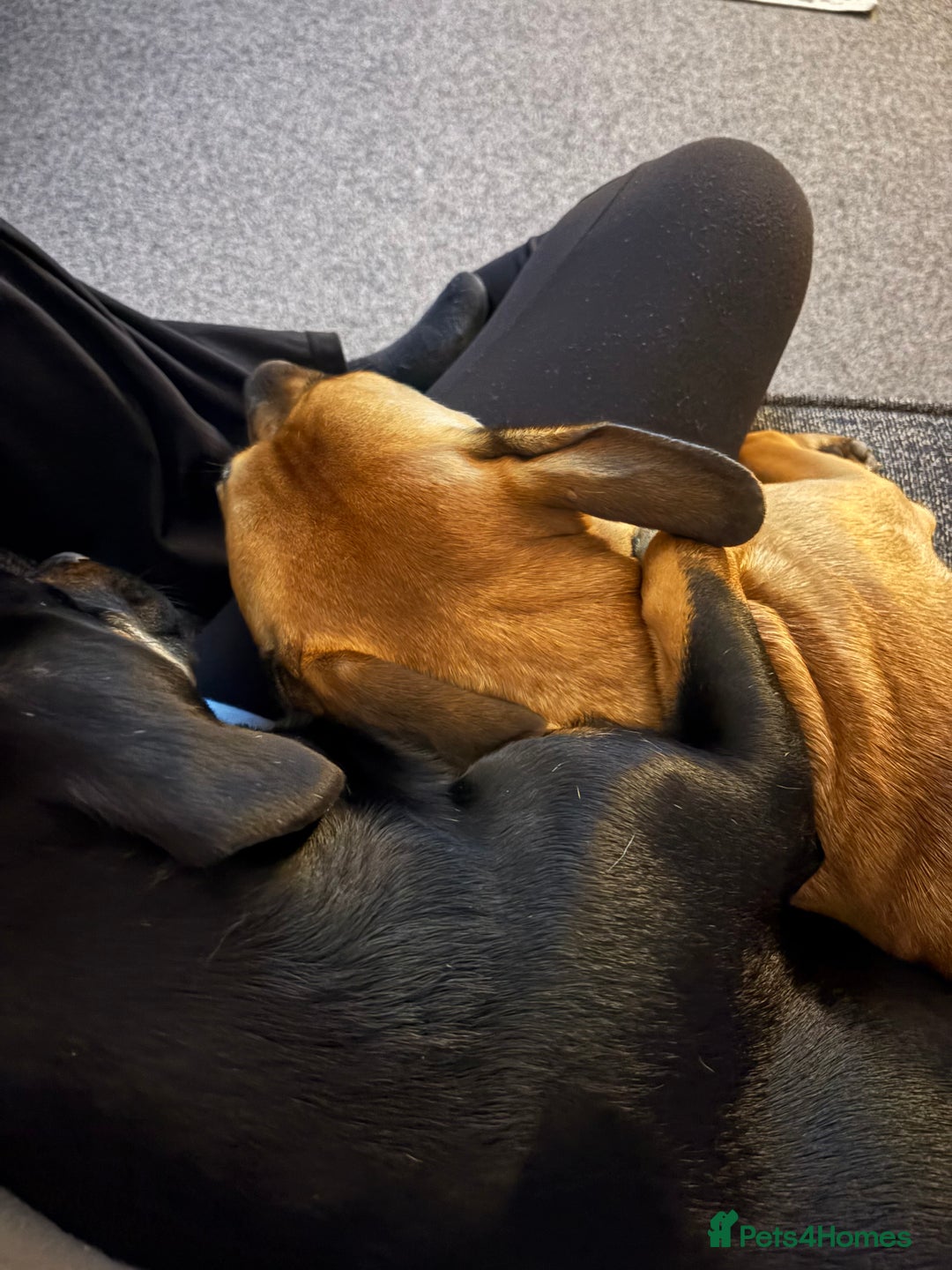 Mixed Breed dogs for sale: Dashund x Frenchie - Image 2