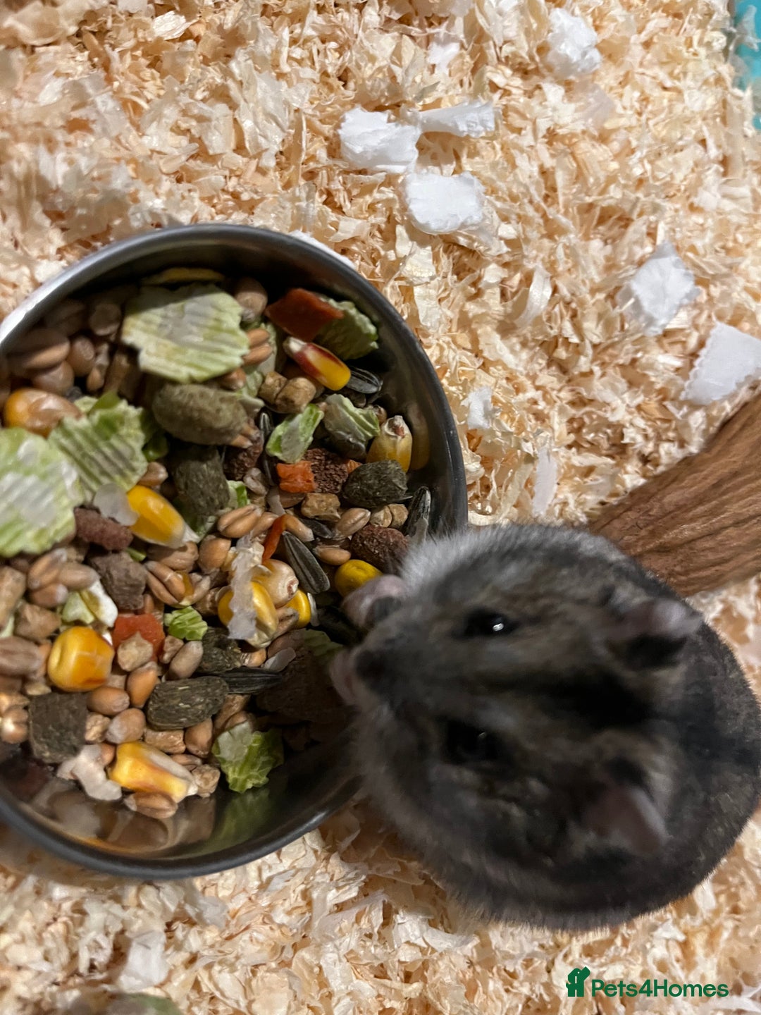 Hamster rodents for sale: Hamster  - Advert 4