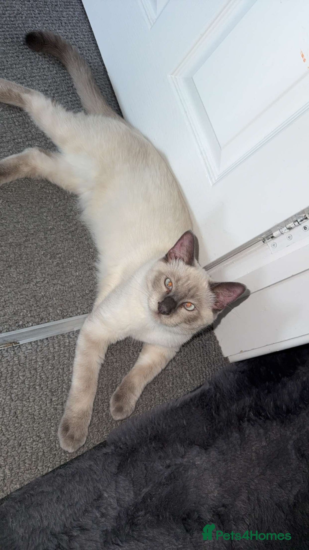 Ragdoll cats for sale: Full Ragdoll male 7 mouth old  - Image 1