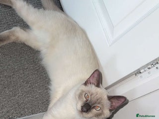 Ragdoll cats - Advert 8