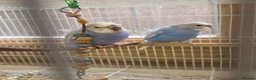 Budgerigars birds for sale: Baby Helicopter Budgies  - Advert 2